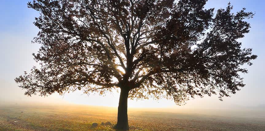 tree